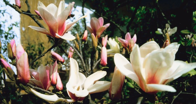 Investigarán especies de Magnolia endémica para mejorar su conservación￼